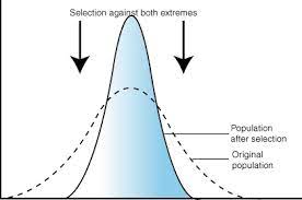 <p>tends to remove the more severe phenotypes, resulting in the reproductive success of the norm or average phenotypes</p>