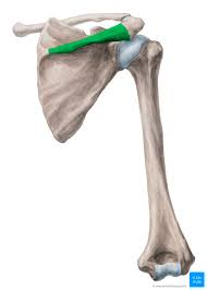 <p>name this bone or bone marking</p>