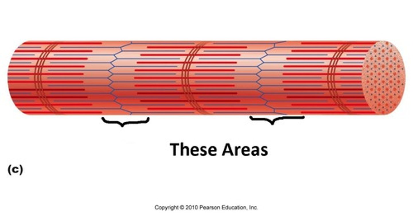 <p>These areas appear light as they are the region where the actin and myosin filaments do not overlap</p>