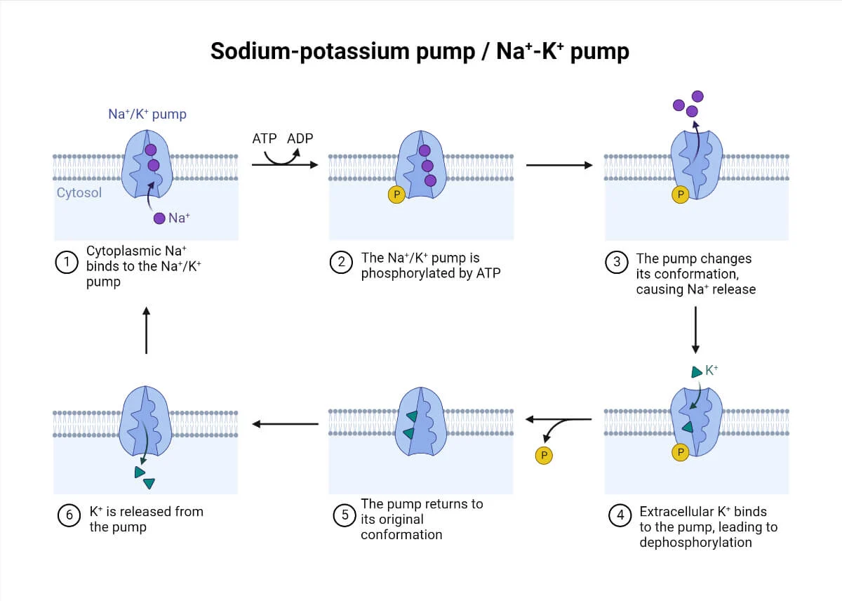 <p>Sodium Potassium Pump</p><ul><li><p>enzyme that pumps out 3 Na+ for every 2 K+ in</p></li><li><p>Keeps RMP at -70mV (imbalance creates negative charge)</p><ul><li><p>Negative because of proteins do not cross the membrane </p></li></ul></li><li><p>Cost ATP</p></li></ul><p></p>