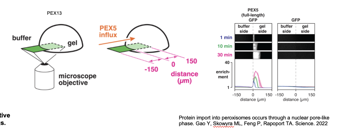 <ul><li><p>YG-hydrogel droplets (40mg/ml) were prepared in glass-bottomed dishes; permeation of the gels by fluorescently labeled PEX5 or other proteins was images by point-scanning confocal microscopy</p></li><li><p>scheme depicting the PEX5 fragments that were fused to GFP. PEX5âs N-terminal region contains several WxxxF/Y motifs</p></li><li><p>YG-hydrogel droplets were bathed in buffer containing the indicated GFP-fusion proteins (or GFP alone), and the interface between the buffer and gel was imaged over time</p><ul><li><p>shown at 3 selected time points; t<span><span>he fold enrichment of each protein, relative to buffer, across the imaged field is plotted below (mean Âą the range of three experiments).</span></span></p></li></ul></li></ul><p></p>