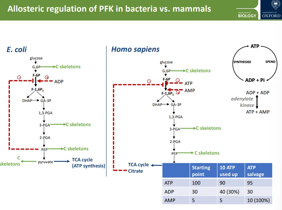 <ul><li><p><strong>phosphofructokinase </strong>(PFK) is an enzyme used early in the <strong>glycolysis </strong>pathway</p></li></ul><p>in E.coli:</p><ul><li><p>if <strong>PEP </strong>(the last step of glycolysis before pyruvate) concentrations are <strong>high</strong>, it starts to <strong>allosterically inhibit </strong>the <strong>PFK </strong>enzyme, so carbon skeletons can be removed from the glycolysis pathway at glucose 6-phosphate for <strong>biosynthesis</strong>, because enough pyruvate is being produced for the TCA cycle</p></li><li><p>if <strong>ATP synthesis is slow</strong>, <strong>ADP </strong>builds up, which <strong>promotes </strong>PFK activity so that <strong>more </strong>pyruvate is produced for the TCA cycle and ATP synthesis</p></li></ul><p>in humans:</p><ul><li><p>the PFK enzyme is inhibited by citrate from the TCA cycle instead of PEP</p></li><li><p>it is activated by AMP, not ADP, and is inhibited by ATP </p></li><li><p>this is because in humans, adenylate kinase converts ADP into ATP and AMP, for ATP salvage</p></li><li><p>the PFK enzyme can be a lot more sensitive to an increase in AMP, because if we relied on ADP as a signal, it wouldn’t change enough<em> (table)</em></p></li></ul><p></p>