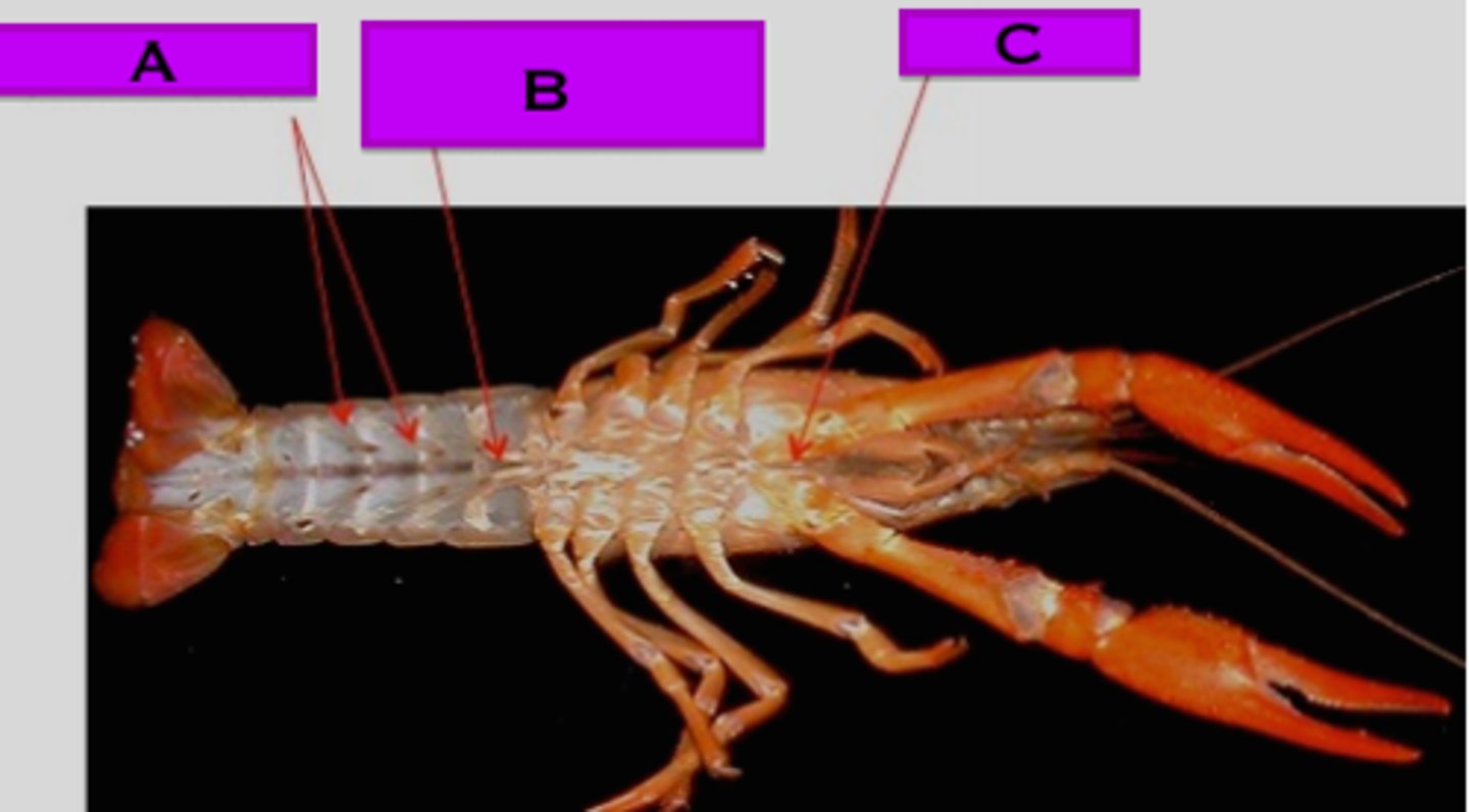 <p>Phylum Arthropoda<br>Sub-Class Crustacea<br>A = spinnerets<br>B = male swimmerets<br>C = mandible</p>