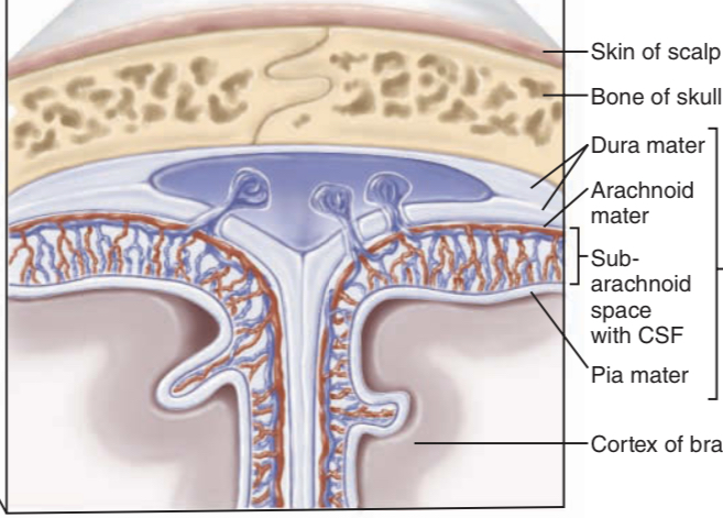 <p>Pia mater, arachnoid, and dura mater</p>