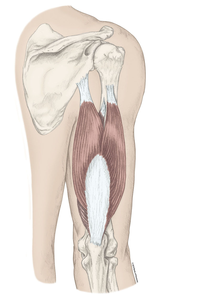 <p>Triceps Long Head </p>