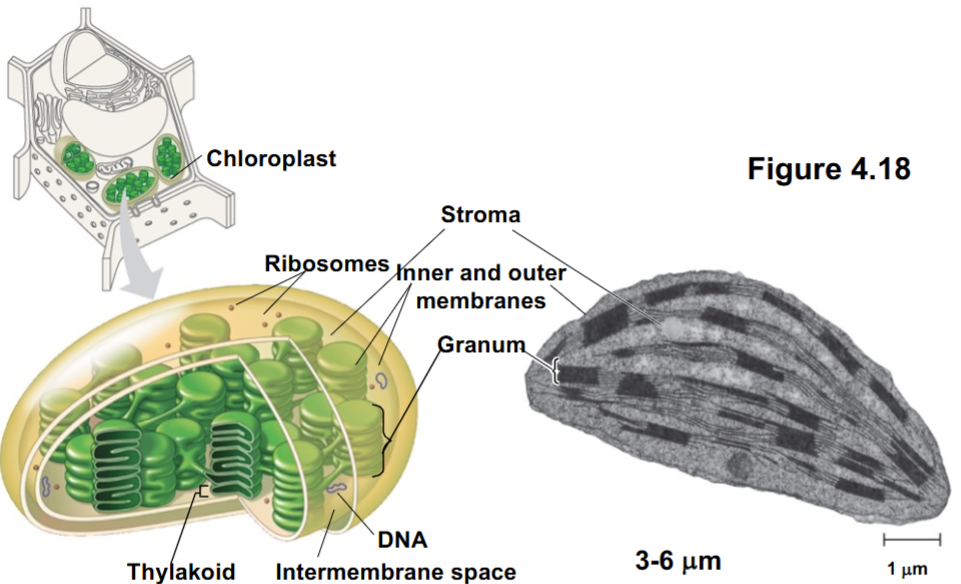 <ul><li><p>double membrane (outer/inner)</p></li><li><p>granum: stacks on thylakoids</p></li><li><p>stroma: fluid surrounding the stacks</p></li><li><p>chlorophyll</p></li><li><p>DNA</p></li></ul><p></p>