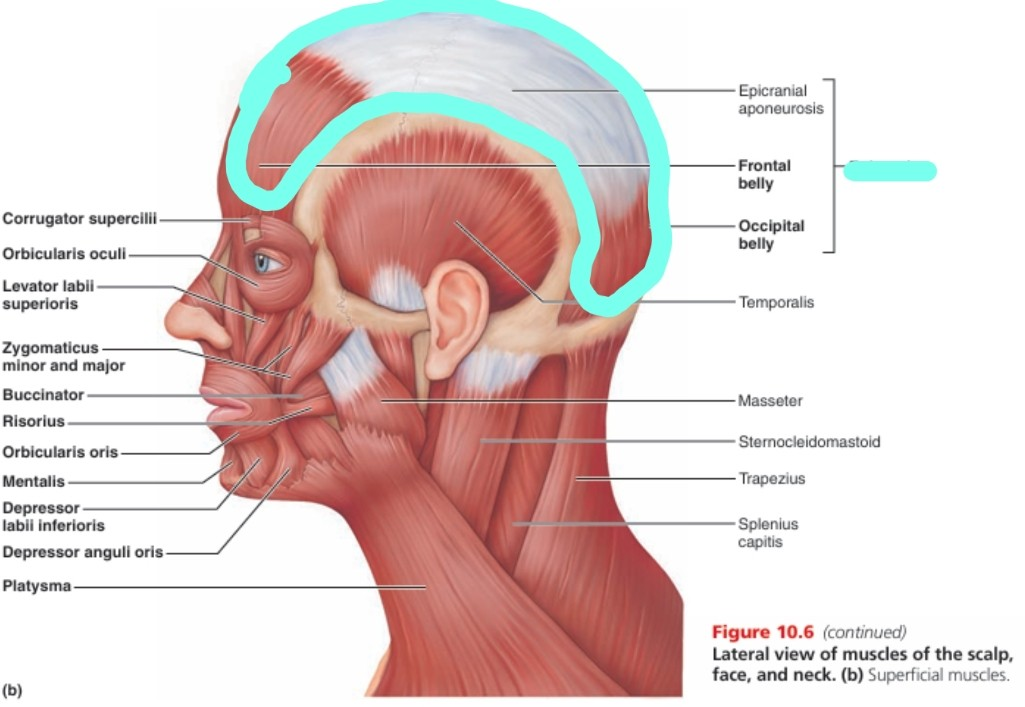 <p>Occipital belly + Frontal belly + epicranial aponeurosis (tendon)로 구성<br>-수축 시 이마의 피부가 위로 당겨지며 눈썹이 올라감 (frontal belly)<br>-origin: occipital belly 쪽<br>-insertion: frontal belly 쪽<br>-facial nerve (Cranial VII)</p>