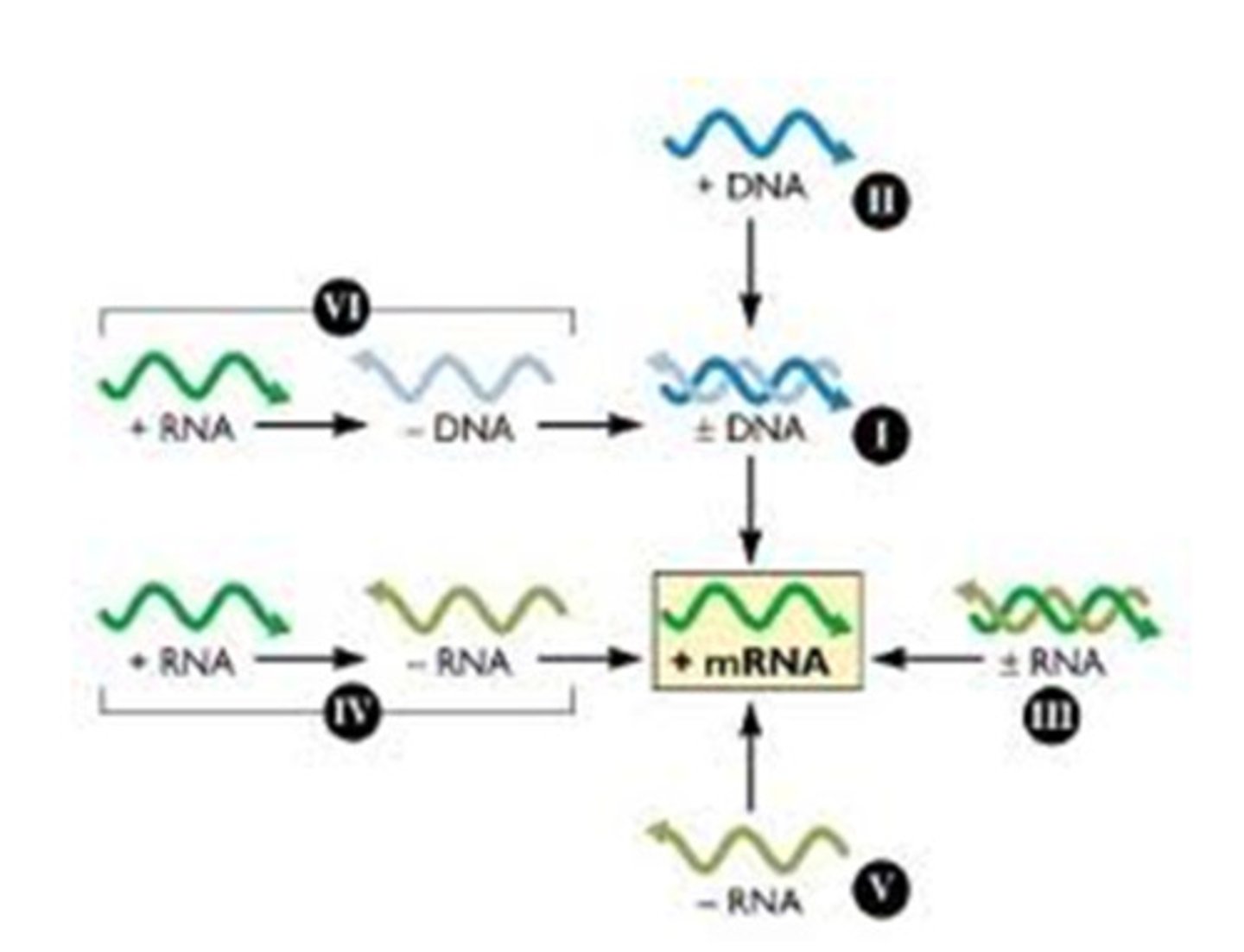 <p>made in response to an overabundance of a specific mRNA (in this e.g.it is CHS mRNA) because the cell view this as abnormal, so it wants to regulate this excessive levels of mRNA.</p>