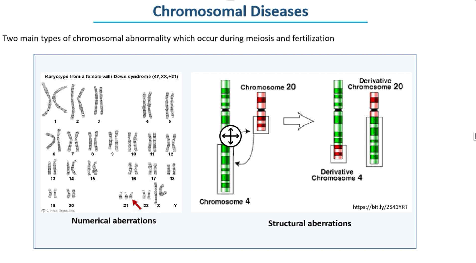 <p>Chromosomal Diseases</p>