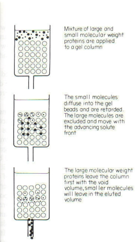 <p>gamma globulin (immunoglobulin) was characterized by gel filtration, which separated proteins by molecular weight. MW of IgG = 150,000 daltons. </p>