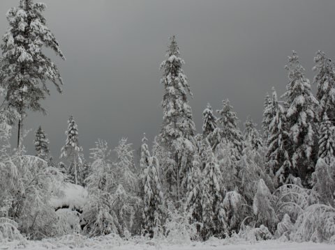 Winter