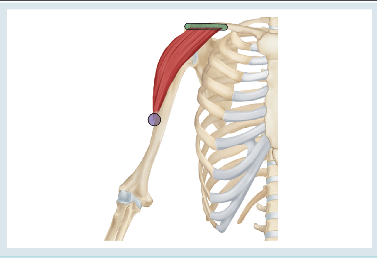 <p>Action : flexion ( &amp; horizontal adduction &amp; adduction )</p><p>o : distal 1/3 of clavicle </p><p>i : deltoid tuberosity </p>