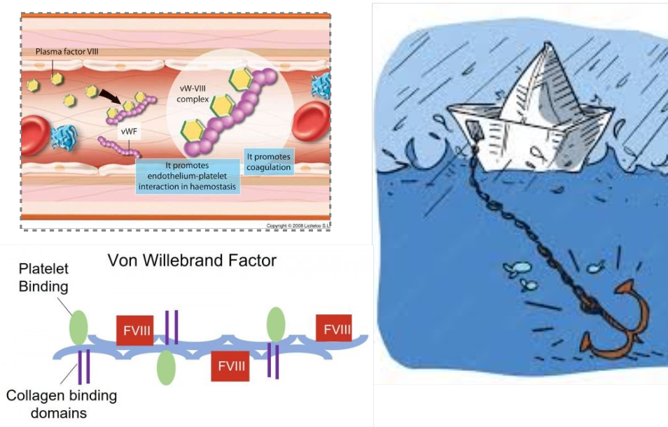 <p>“anchor in HS”: <span style="color: red">binds to damaged collagen upon injury</span></p><ul><li><p>unfolds from spherical → linear shape →<span style="color: red"> recruits plts</span></p></li><li><p>binds to collagen, plts, <span style="color: red">factor VIII (vWF=carrier)</span></p></li><li><p>stored in megakaryocytes, plts, endothelium</p></li></ul><p></p><p><span style="color: red">plt receptor: GP1b binds to vWF that’s anchored to the collagen → plt activation → plt aggregation via TAX2, ADP → recruit fibrinogen (mesh) = plt plug</span></p><p></p>