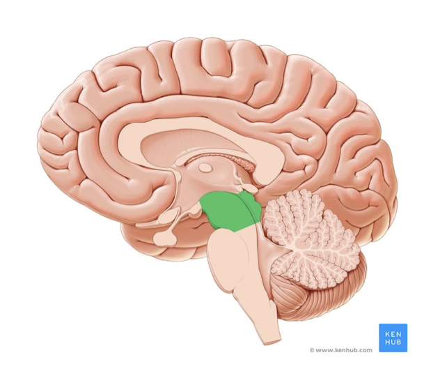 <p>What structure of the brain is this? </p>
