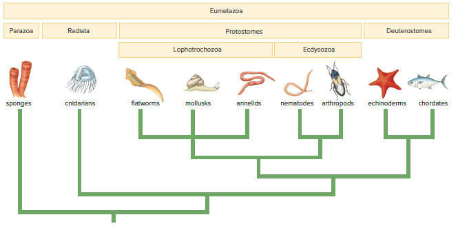 The animal evolutionary tree.