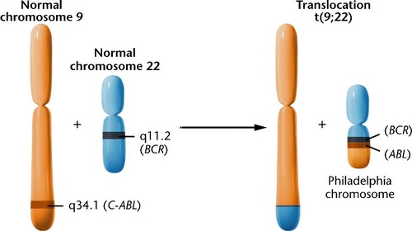 <p>mutation where chromosomes 9 and 22 are spliced together leading to uncontrolled tyrosine kinase activity = chronic myeloid leukemia (CML)</p>