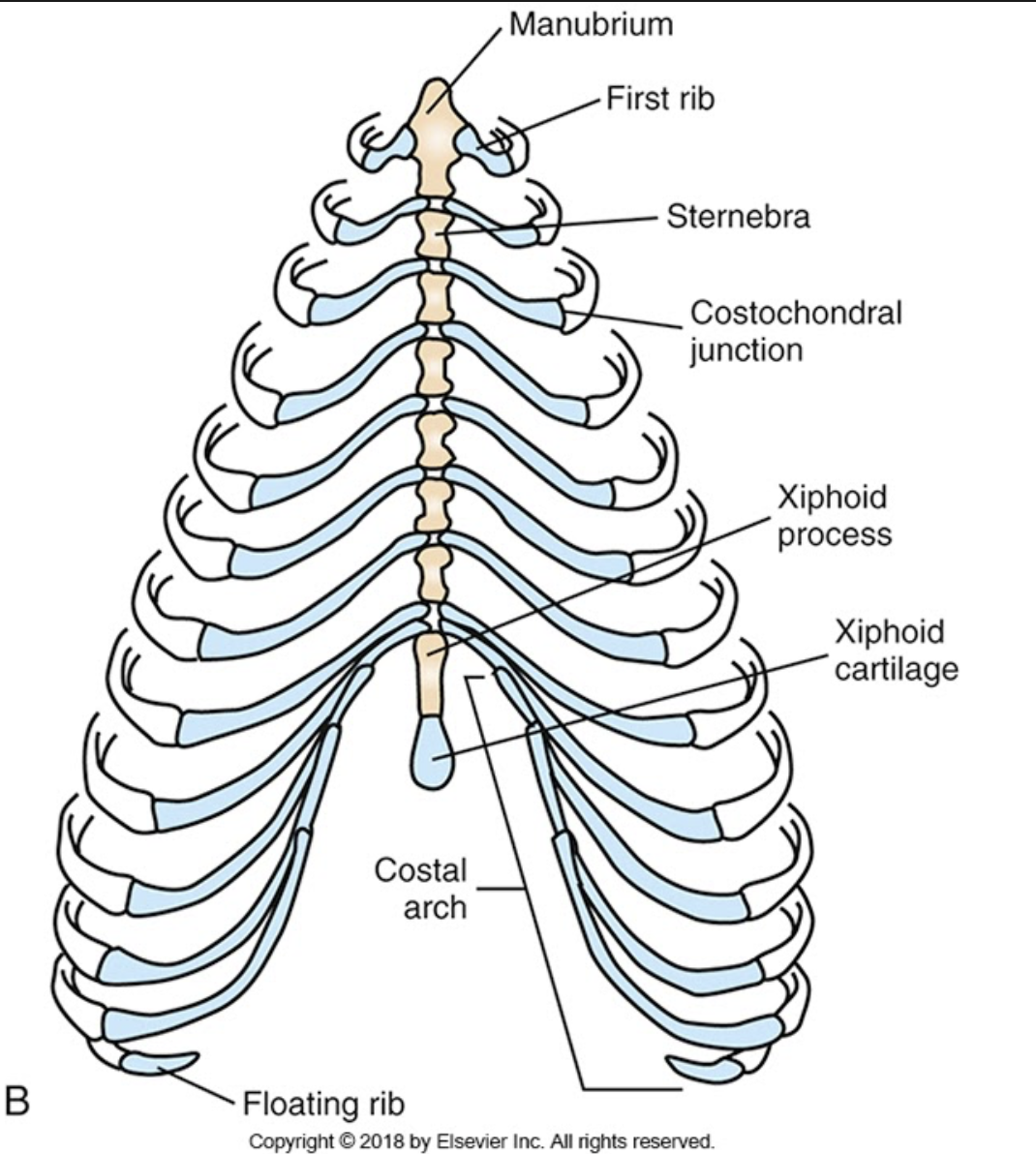 <p>chest bones</p>