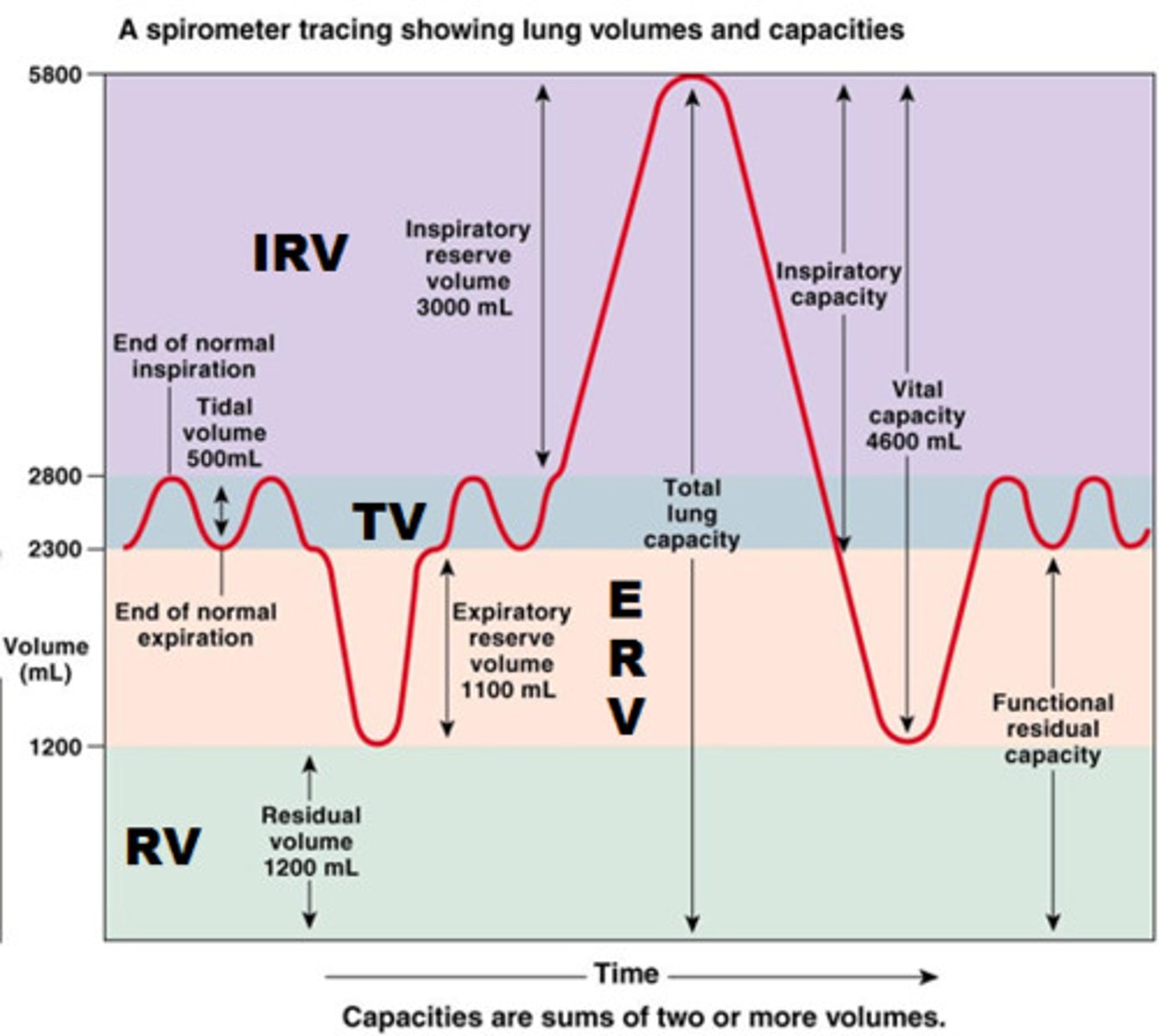 <p><b>4 Volumes:</b> Tidal volume (V_T), Inspiratory and Expiratory Reserve Volume (IRV/ERV) and Residual Volume (RV)<br><b>4 Lung Capacities:</b> Inspiratory capacity (V_T + IRV), Vital Capacity (VC = V_T + IRV + ERV), Total lung capacity (TLC = V_T + IRV + ERV + RV) and Functional residual capacity (ERV + RV)<br>-Total Pulmonary Ventilation (minute ventilation) = ventilation rate × tidal volume (12 breaths/min × 500 mL/breath) = 6 L/min</p>