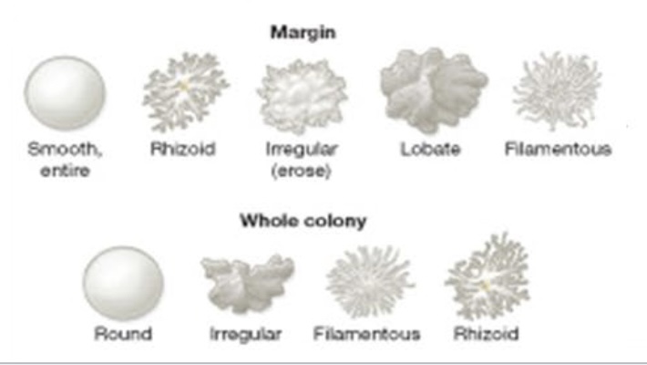 <p>Can be round, irregular, filamentous, or rhizoid.</p>