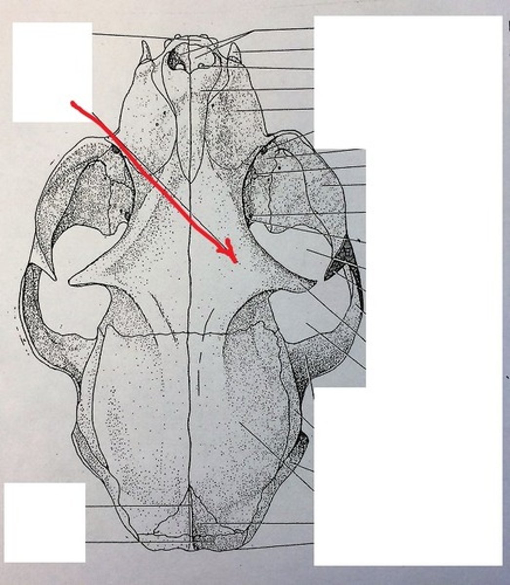 <p>paired, forms forehead part of skull, contains large frontal sinuses. rostral to temporal</p>