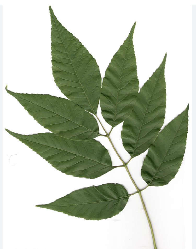 <p><em>Fraxinus americana</em></p><ul><li><p><strong>opposite compound (no bud at leaflet)</strong></p></li><li><p>flattened tip, bud = chocolate brown</p></li><li><p><strong>terminal leaflet, odd pinnate</strong></p></li><li><p><strong>white underleaf</strong></p></li><li><p><strong>longer rachis, longer petiole</strong></p></li><li><p>drier area</p></li><li><p>single samara, thicker than green</p></li><li><p>bark furrowed, very uniform, <strong>diamond</strong> shapes, dark creamy</p></li></ul><p></p>