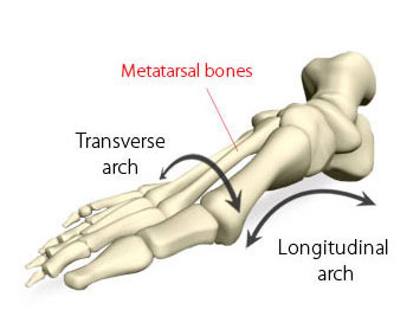 <p>runs obliquely from one side of the foot to the other</p>