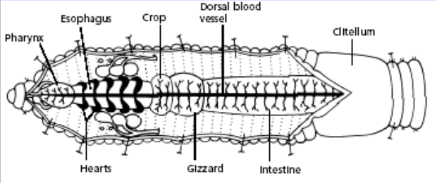 clitellata (earthworm) anatomy