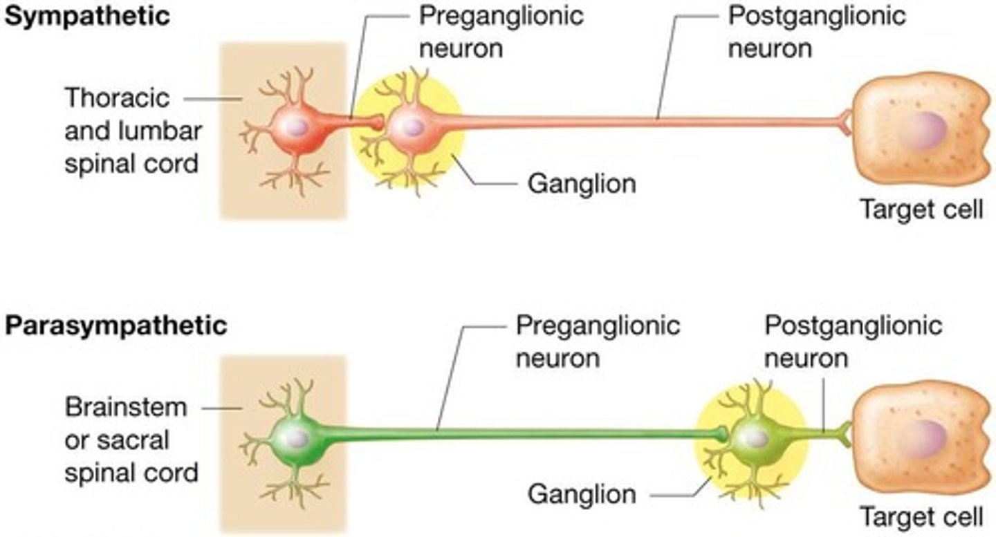 <p>Neurons innervate smooth muscle cells, cardiac muscle cells, and glands, leading to involuntary actions initiated not consciously</p>