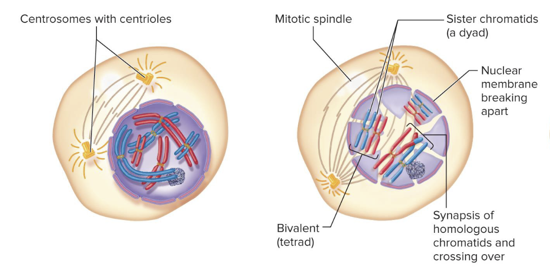 <p>Homologous chromosomes recognize each other and begin to align themselves along their entire length during what stage of meiosis?</p>