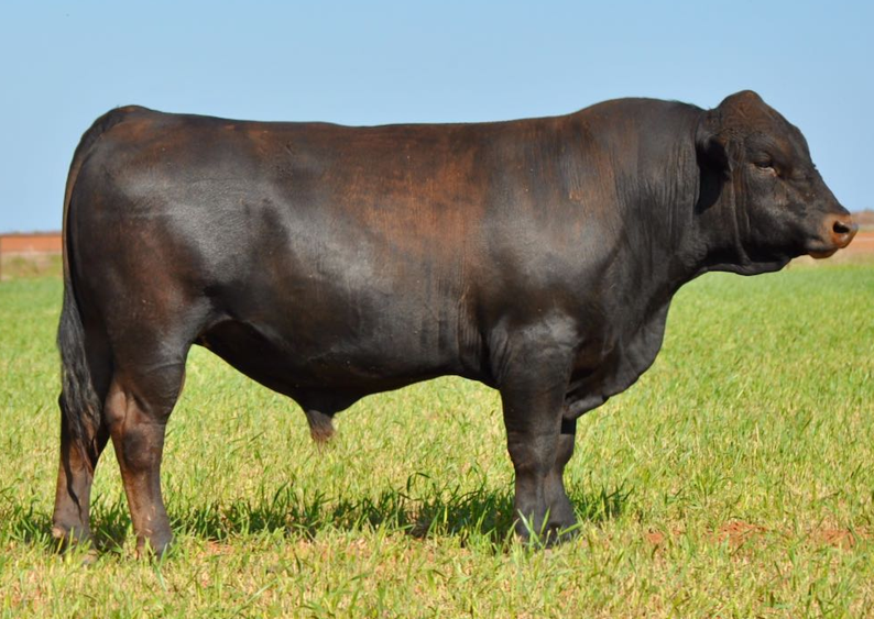 <ul><li><p>Originated in <strong>Switzerland</strong></p><ul><li><p>Had one of the <strong>latest </strong>importations to the U.S.</p></li></ul></li><li><p>Have the same genetic origins as Brown Swiss dairy cattle</p><ul><li><p><strong>Noted for a lot of marbling</strong>, <strong>good growth-rates</strong>, and being <strong>good for crossbreeding</strong></p></li></ul></li><li><p><strong>Quite fertile, gentle and product a sufficient amount of milk</strong></p></li><li><p>Chocolate brown color (unlike any other breed)</p></li></ul><p></p>
