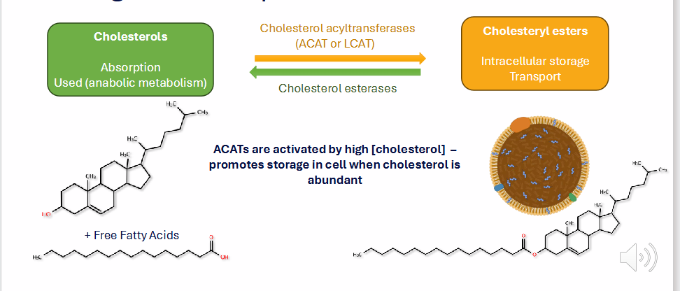 <p>Cholesterol is esterified with fatty acids for storage and transport</p>