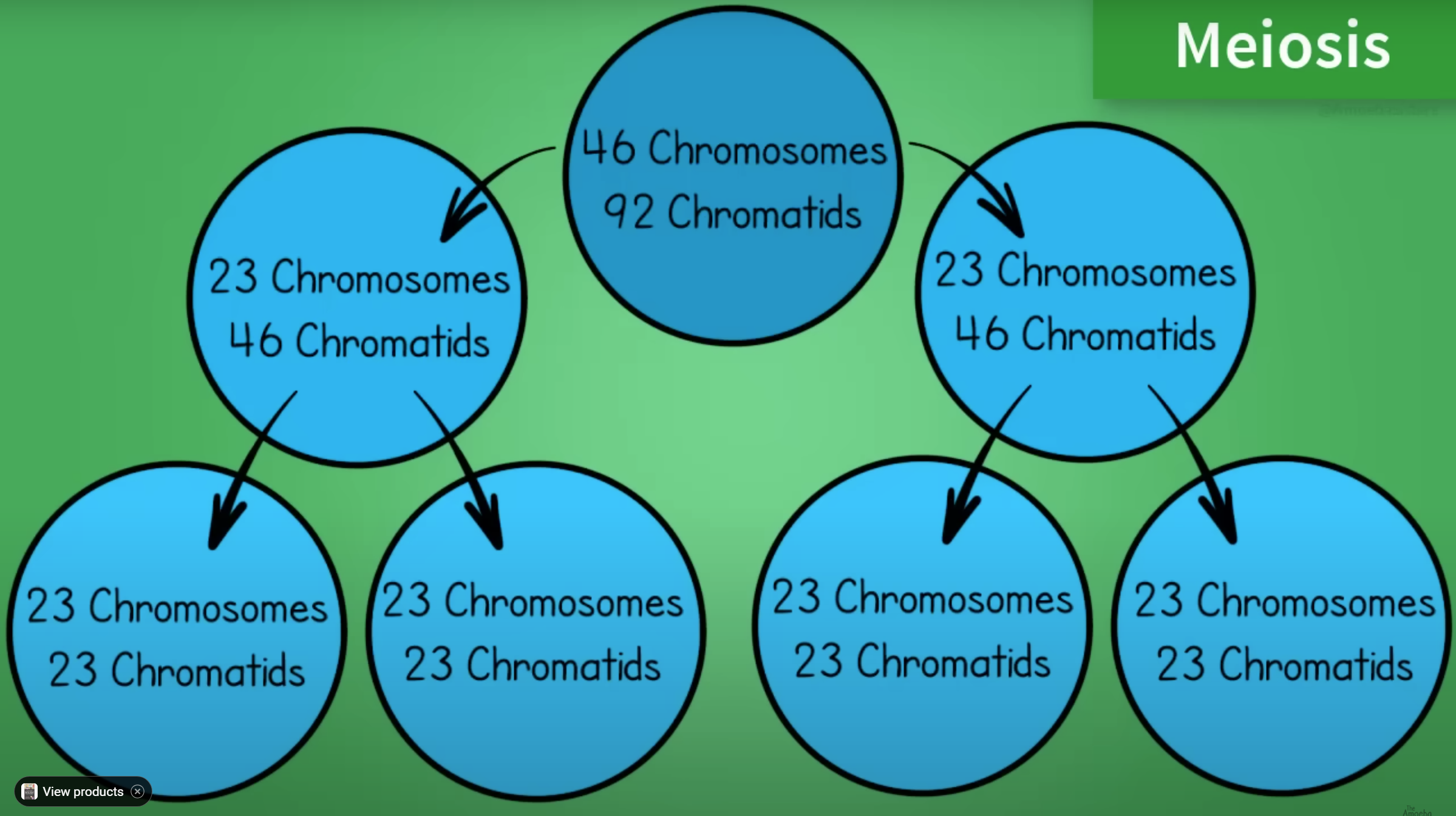 <p>Asexual Reproduction:</p><ul><li><p><strong>Mitotic Division</strong>: Asexual reproduction relies on the mitotic division of the nucleus.</p><ul><li><p><strong>Unicellular Organisms</strong>: May reproduce themselves through mitosis.</p></li><li><p><strong>Multicellular Organisms</strong>: Cells may break off to form a new individual.</p></li></ul></li><li><p><strong>Offspring</strong>: The result is genetically identical offspring, or clones, to the parent.</p></li></ul><p>Sexual Reproduction:</p><ul><li><p><strong>Meiosis</strong>: Sexual reproduction involves meiosis, a different type of cell division, which reduces the chromosome number by half to form gametes (sperm and eggs).</p><ul><li><p><strong>Genetic Diversity</strong>: Meiosis introduces genetic variation through the processes of crossing over and independent assortment.</p></li><li><p><strong>Fertilization</strong>: Fusion of gametes during fertilization restores the diploid chromosome number and creates a genetically unique organism. 23 per parent = 46 total</p></li></ul></li></ul><p>Summary:</p><ul><li><p><strong>Asexual Reproduction</strong>:</p><ul><li><p>Based on mitotic division.</p></li><li><p>Results in clones identical to the parent.</p></li></ul></li><li><p><strong>Sexual Reproduction</strong>:</p><ul><li><p>Involves meiosis.</p></li><li><p>Ensures genetic diversity and the creation of genetically unique offspring.</p></li></ul></li></ul><p></p>