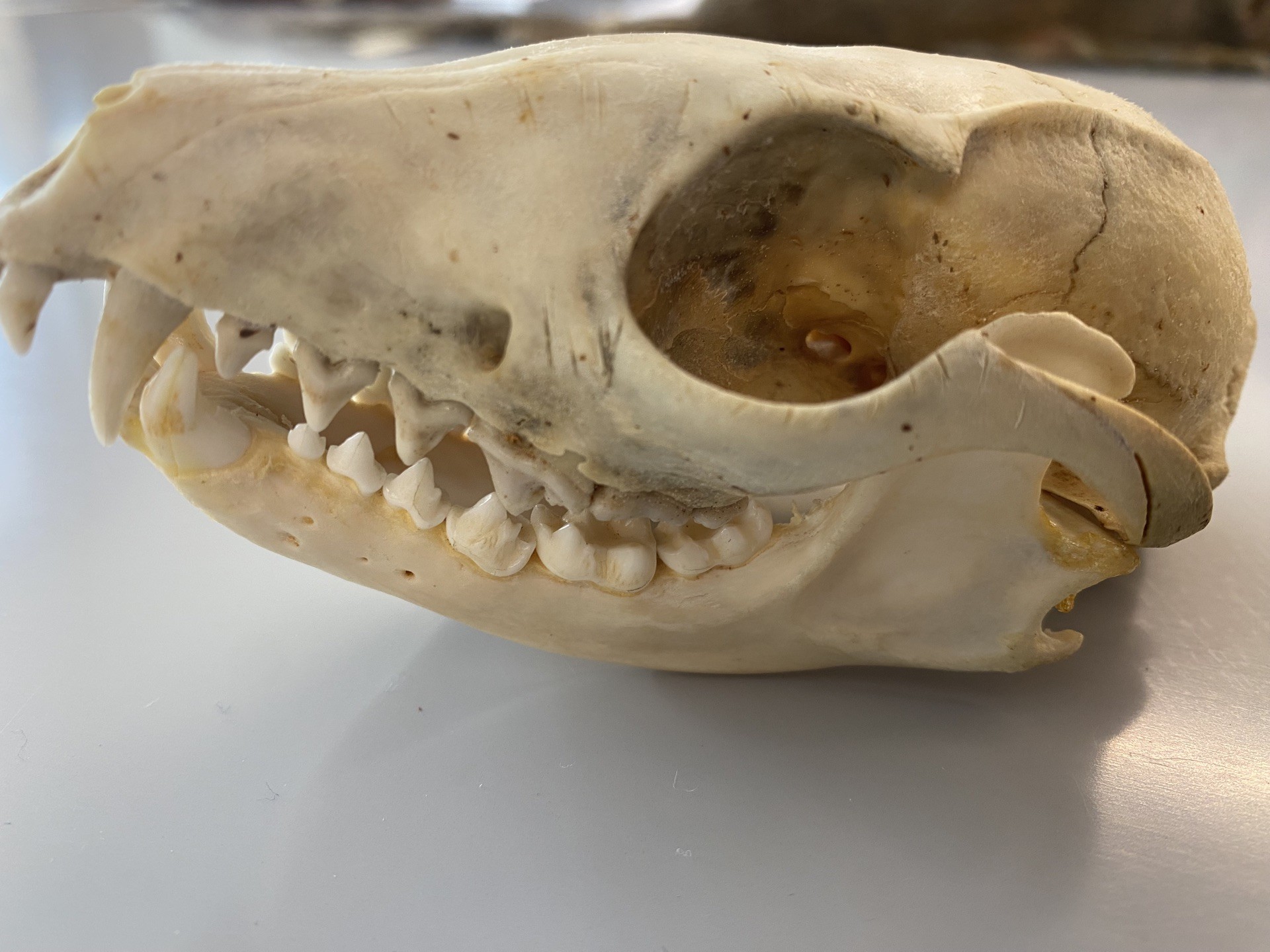 <p><span><span>Canidae</span></span></p>