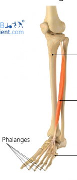 <p>origin: <span style="font-family: Calibri, sans-serif">lateral condyle of tibia proximal portion of fibula</span></p><p><span style="font-family: Calibri, sans-serif">insertion: middle and distal phalanges of toes 2-5</span></p><p><span style="font-family: Calibri, sans-serif">function: extends toes and sole of foot </span></p>