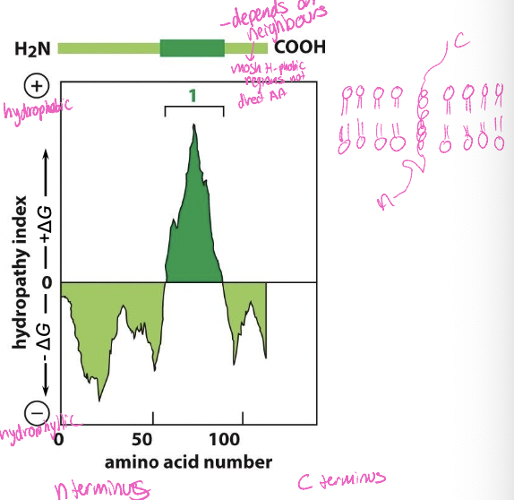 * X-axis: n-terminus to c-terminus 
* y-axis: hydrophobic to hydrophilic
* depends on neighbours’s 
* most h-phobic regions not direct AA
