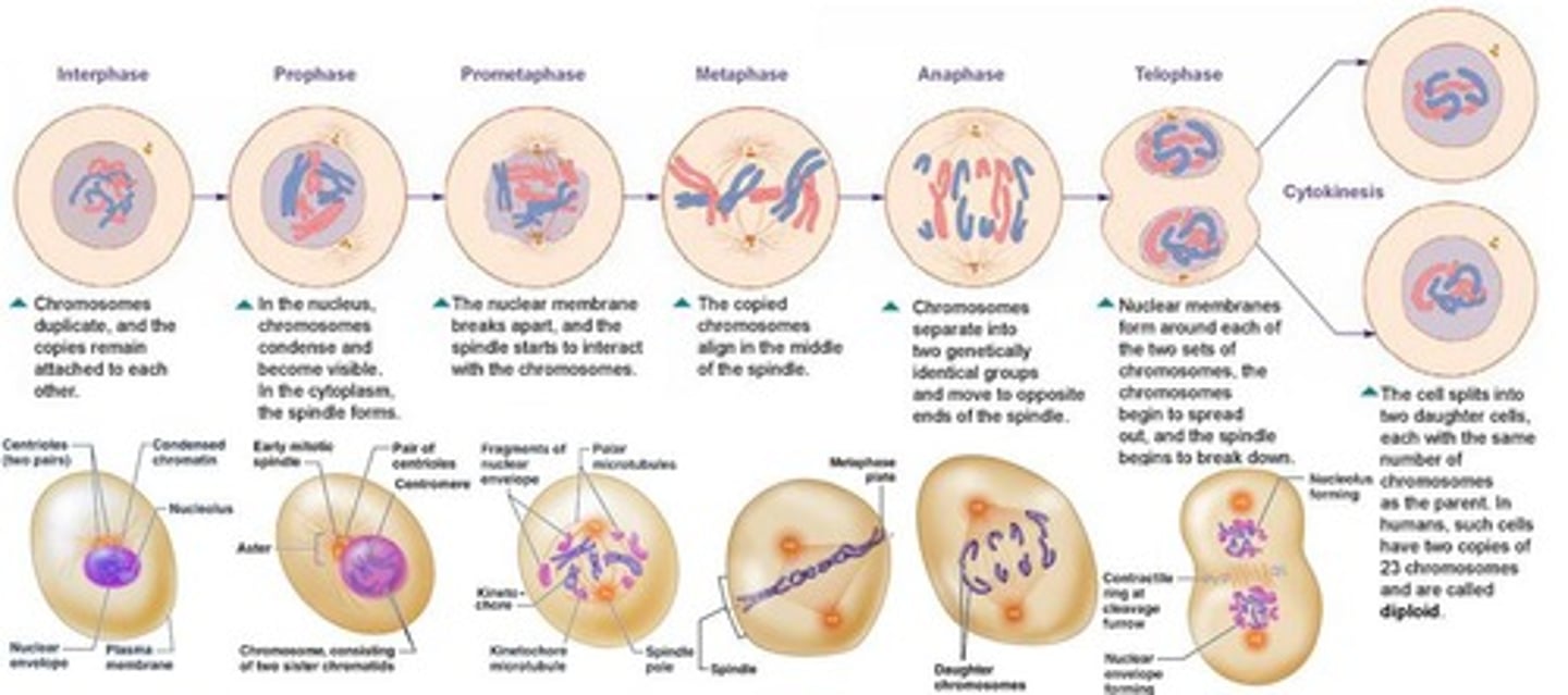 <p>Organelles that help organize cell division.</p>