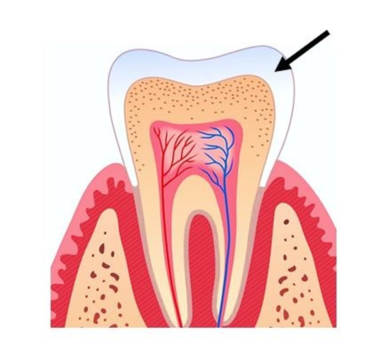 <p>What tissue of the anatomic crown is this?</p>