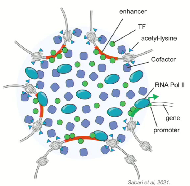 <ul><li><p>Regulators all come together in an oil droplet/condensate</p></li><li><p>This<strong> increases critical mass of all the proteins required for transcription (all proteins stick together)</strong></p></li></ul><p></p>