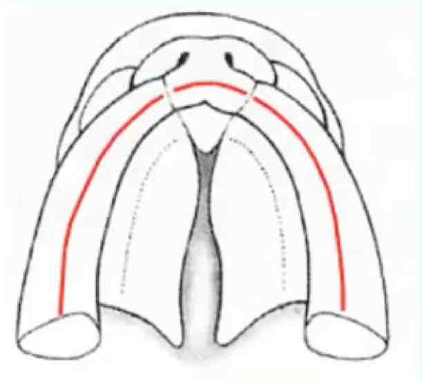 <p>Creste dentarie come si formano?</p>