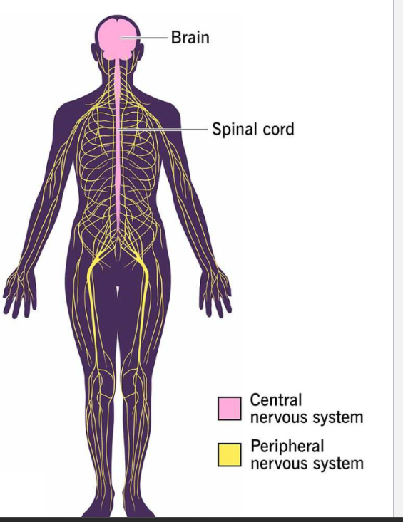 <p>Central Nervous System (CNS) </p><p>• Brain – in the cranial cavity </p><p>• Spinal Cord – in the vertebral column</p><p></p><p> &nbsp;Peripheral Nervous System (PNS) </p><p>• Spinal Nerves – originate from the spine (almost all the&nbsp;peripheral nervous system is the spinal nerves)</p><p>• Cranial Nerves – the rest of peripheral nervous system that don’t originate from the spine. 12 nerves in the PNS that originate from the brain or cranium)</p><p> </p><p>&nbsp;Every pathway crosses both (CNS and PNS)</p>