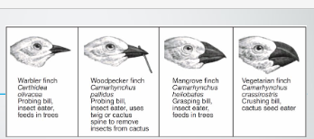 <ul><li><p>grasping beaks- fruits and insects</p></li><li><p>crushing beaks - eats seeds, ticks</p></li><li><p>probing beaks - small to search in crevices </p></li></ul>