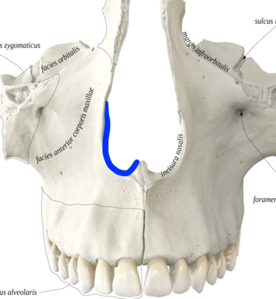 <p>What is shown on the image?</p>