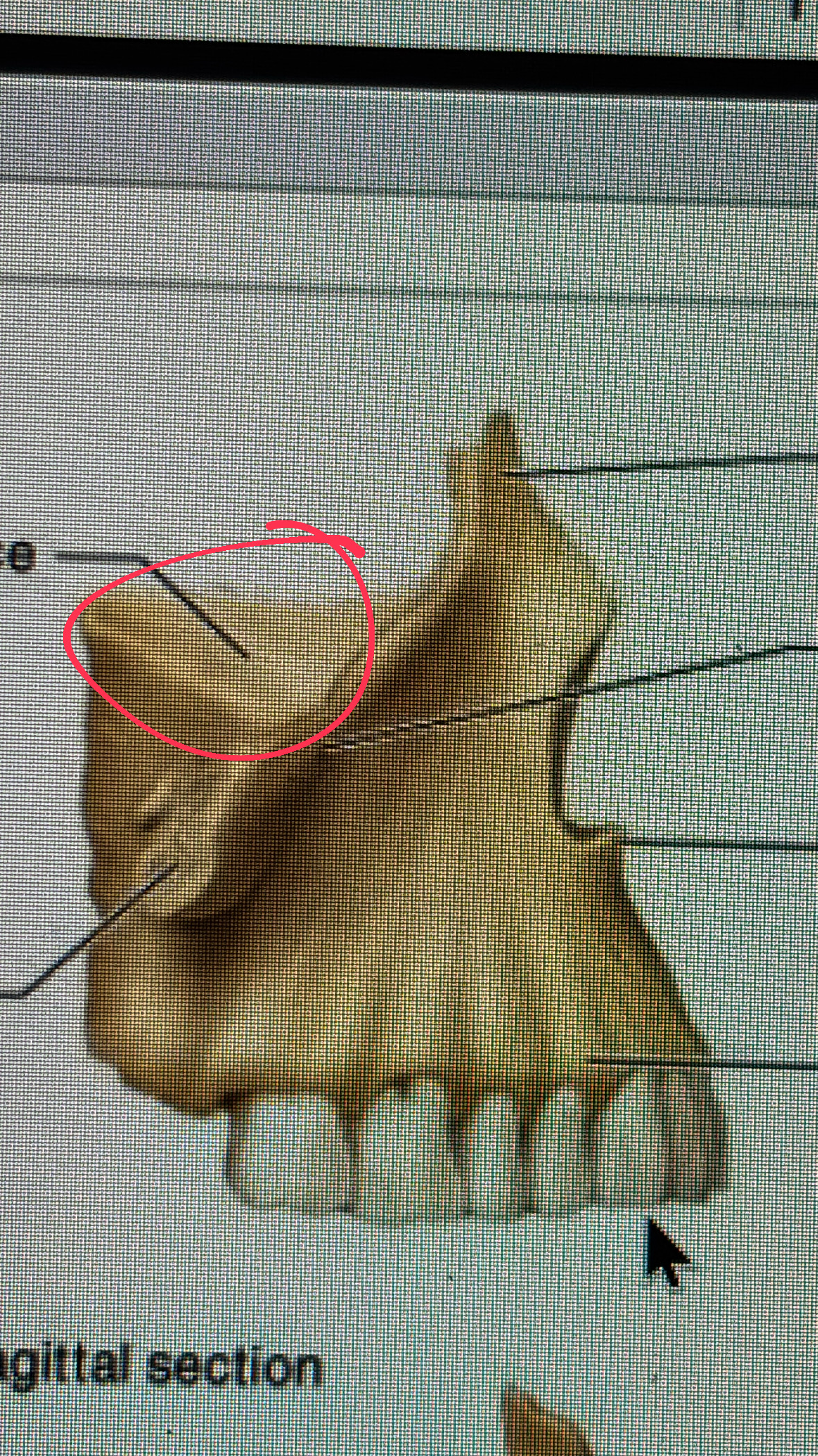 <p>contributes to the eye socket, forms some of that wall</p>
