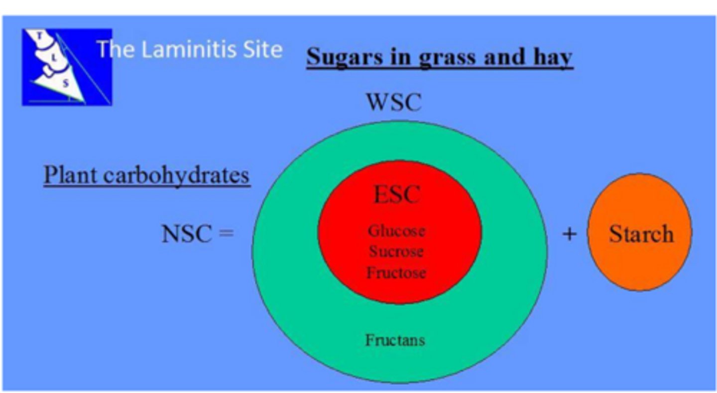 <p>WSC-ESC = ____</p>