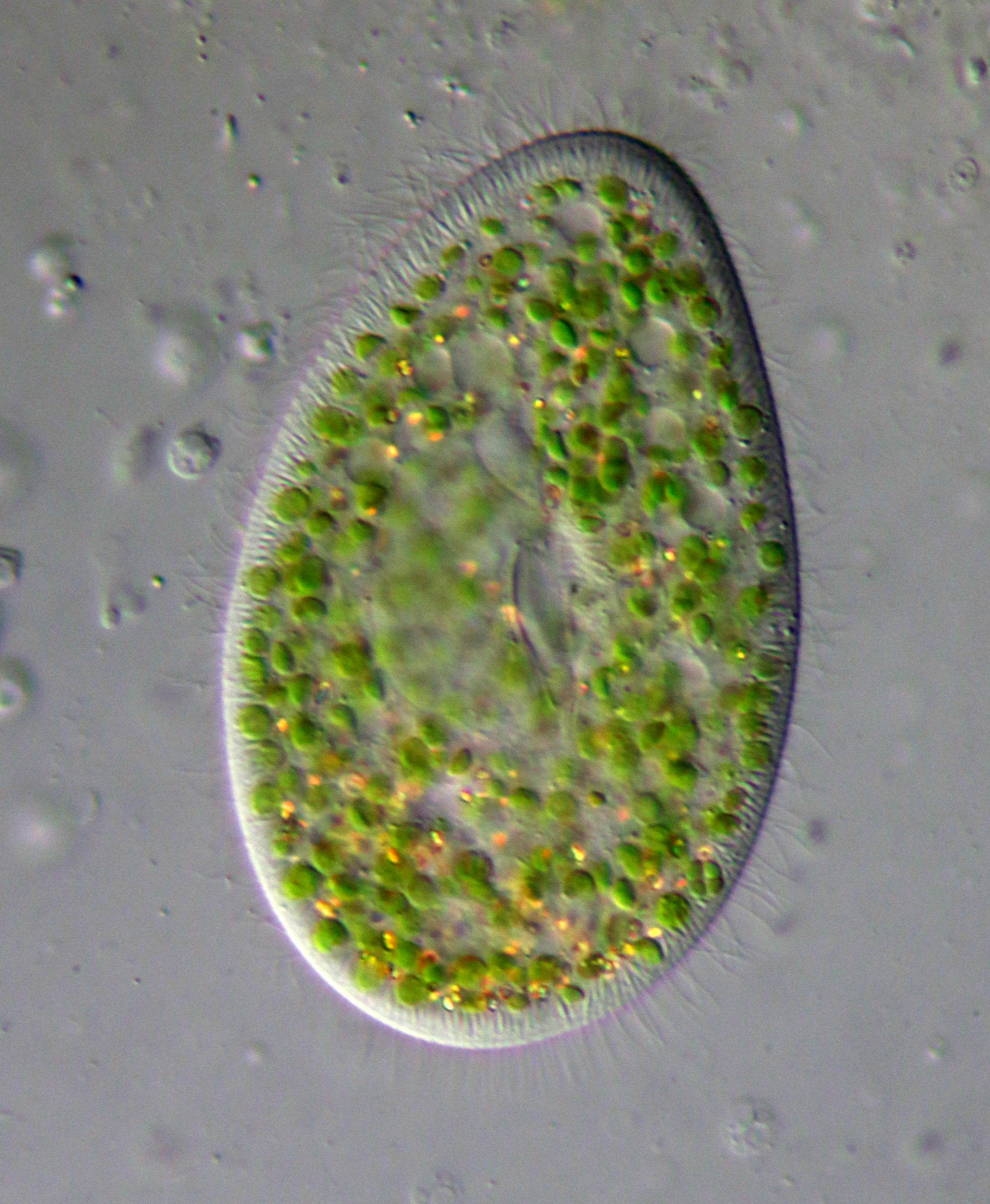 <p>what is this bacteria?</p>