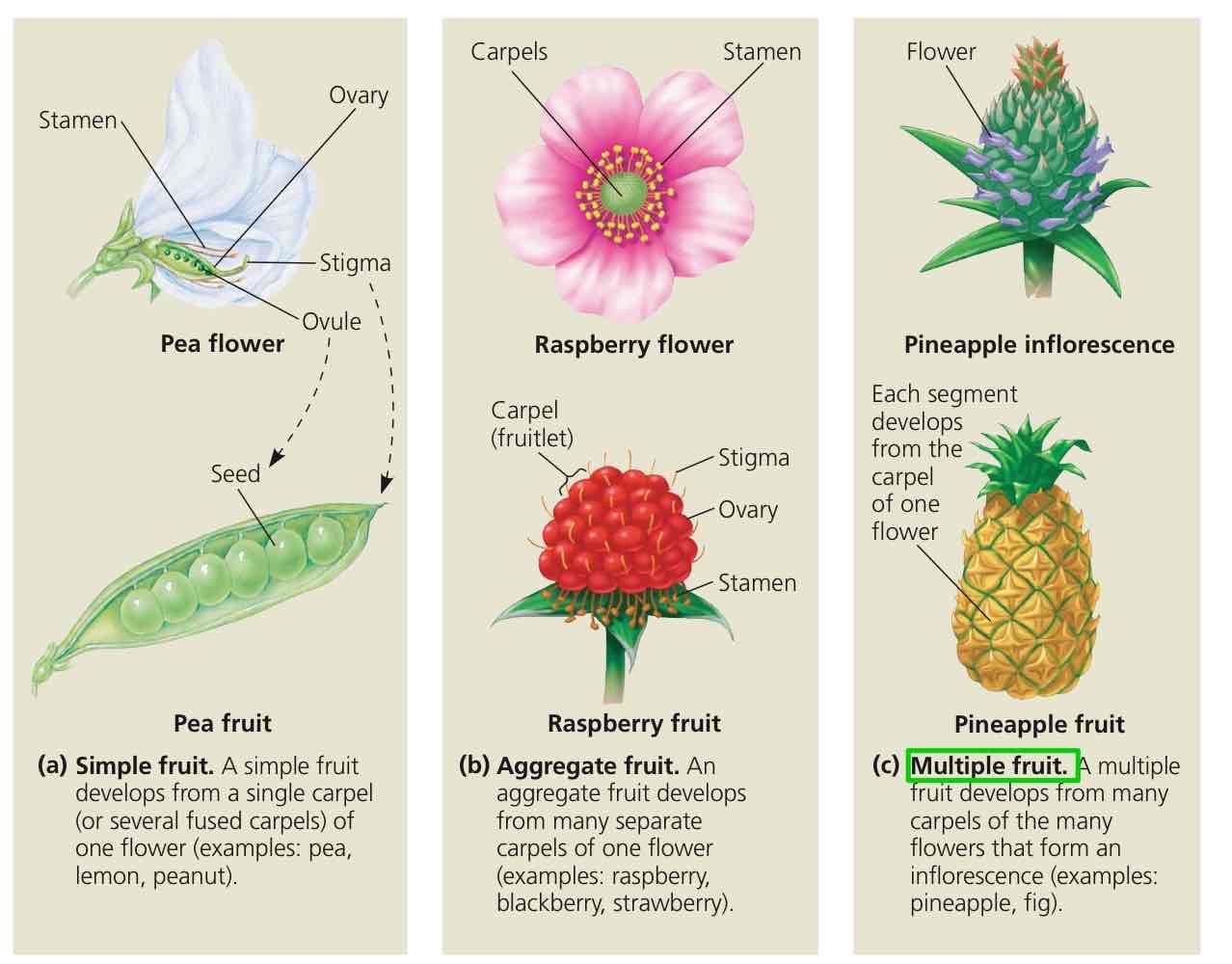<p>Fruit developed from multiple ovaries from multiple flowers on one plant.</p>