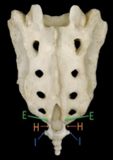 <p>Identify the structure labeled I. </p>