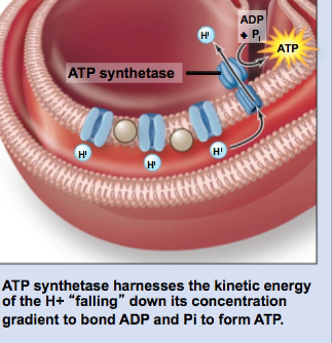 <p>Mitochondrial part where the ETC pumps protons</p>