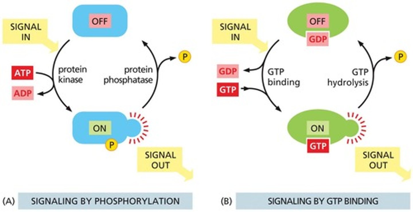 <p>Trimeric GTP-binding proteins (G proteins) and monomeric GTPases.</p>