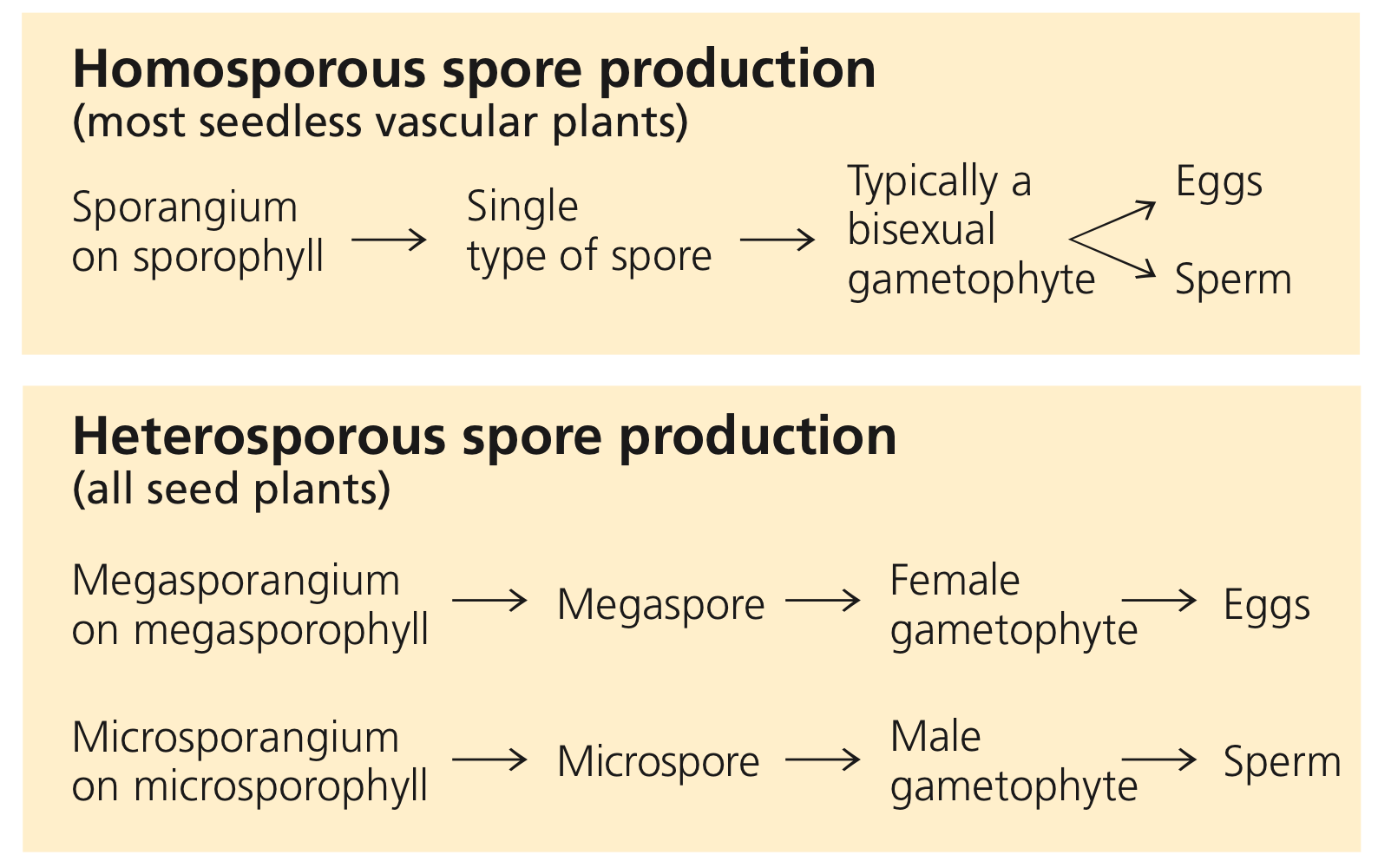 <ol><li><p><strong>Homosporous plants</strong>: produce only one type of spore &amp; the resultant gametophyte produces male &amp; female gametes</p><ul><li><p>usually on the same individual</p></li></ul></li><li><p><strong>Homosporous plants</strong>: non-vascular</p><ul><li><p>(Haploid) Gametophyte: dominant generation in the life cycle</p></li></ul></li><li><p><strong>Heterosporous plants</strong>: produce two types of spores</p><ul><li><p><strong>Male spore</strong>: microspore (smaller size) → develop into male gametophyte</p></li><li><p><strong>Female gametophyte</strong>: m egaspore (larger size) → develop into female gametophyte</p></li><li><p>Diploid Sporophyte is the dominant generation</p></li></ul></li></ol><p></p>